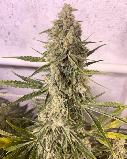 Frosted Skywalker Auto Feminized Seeds