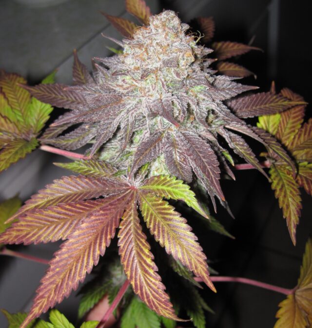 Fruit Cup Feminized Seeds (Gold Collection)