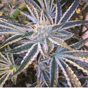 Fruit Tree Feminized Seeds (Gold Collection)