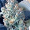 Geist OG FAST Feminized Seeds