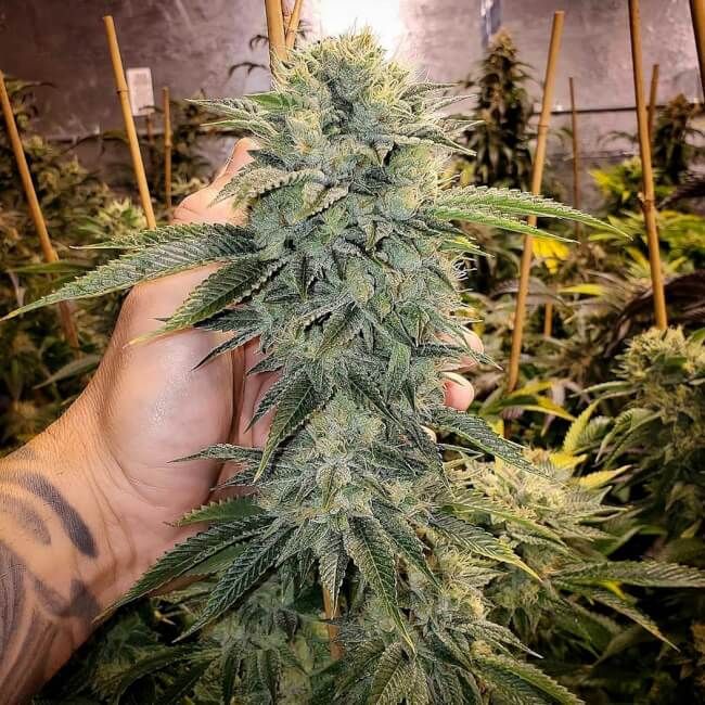 Geist OG FAST Feminized Seeds