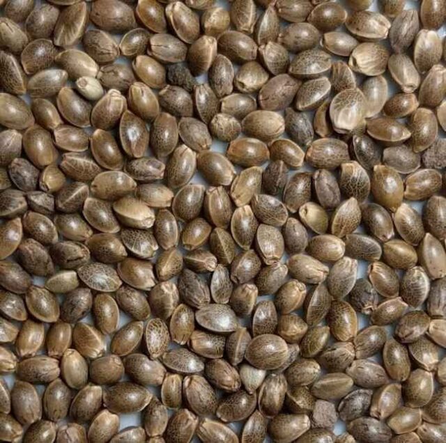 Mekong Regular Seeds