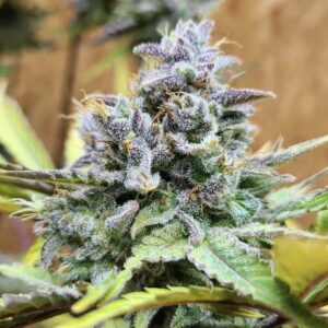 Girl Scout Cookies Auto Feminized Seeds