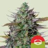 GOAT'lato Auto Feminized Seeds