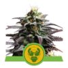 Granddaddy Purple Auto Feminized Seeds