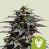 Granddaddy Purple Auto Feminized Seeds