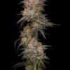 Granny Candy Feminized Seeds