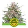 Grape Ape Auto Feminized Seeds