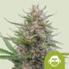 Grape Ape Auto Feminized Seeds