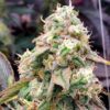Gushers FAST Feminized Seeds