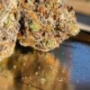 Gushers FAST Feminized Seeds
