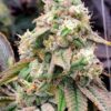 Gushers FAST Feminized Seeds