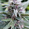 Hi-Biscus Feminized Seeds