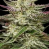 Humboldt Headband Feminized Seeds