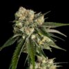 Ice Dream Cake Feminized Seeds