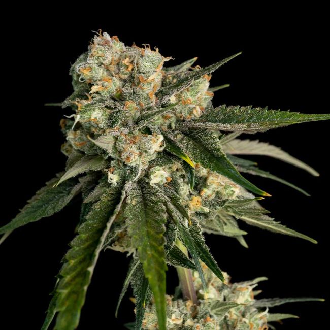 Ice Dream Cake Feminized Seeds