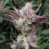 Ice Dream Cake Feminized Seeds