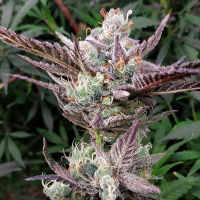 Ice Dream Cake Feminized Seeds