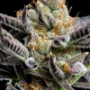 Jelly Donutz Feminized Seeds