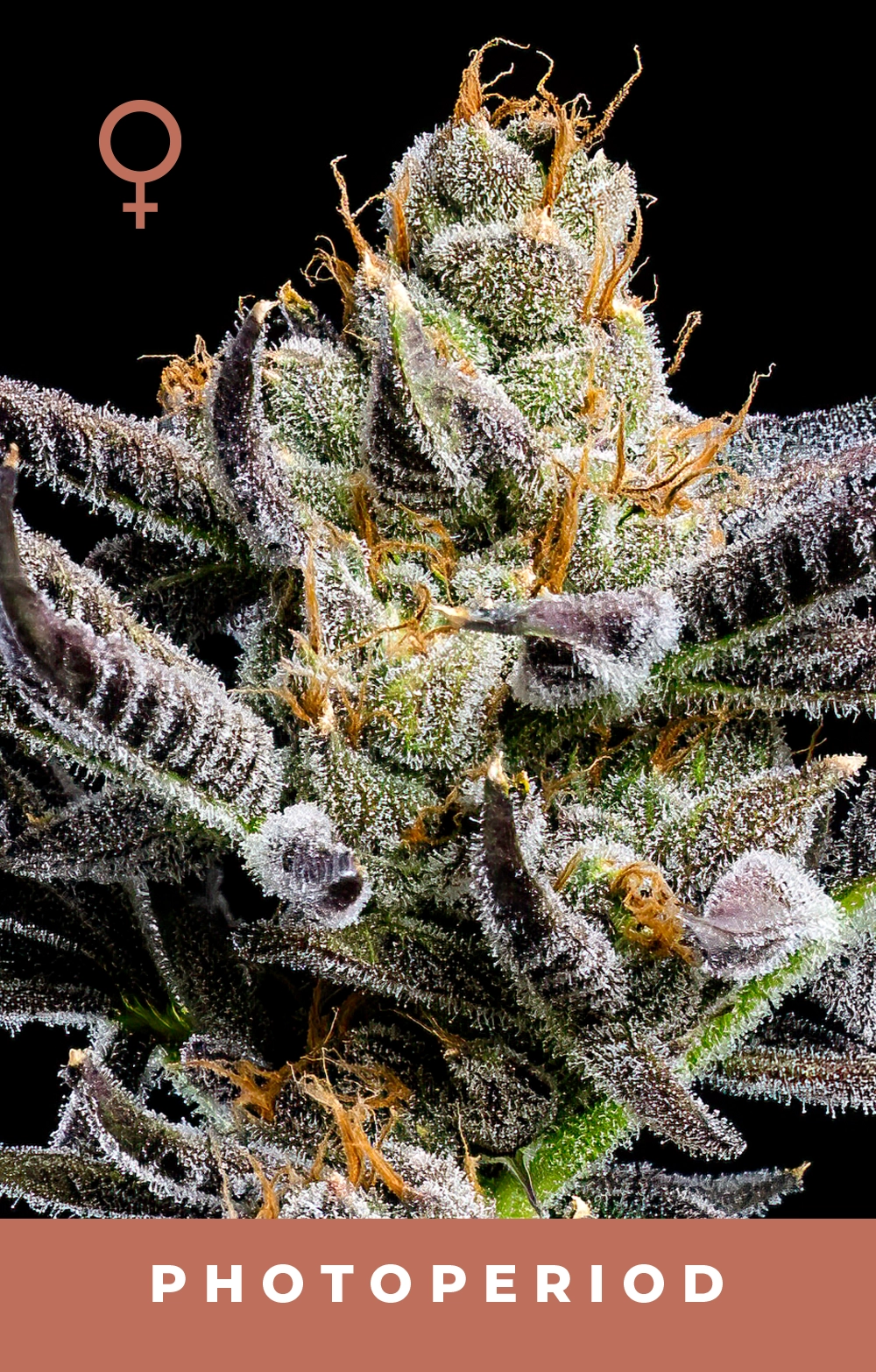 Jelly Donutz Feminized Seeds