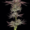 Jelly Donutz Feminized Seeds