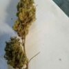 Kalamata Red Regular Seeds