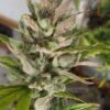 Kalamata Red Regular Seeds