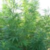 Kalamata Red Regular Seeds