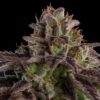 Kmintz Auto Feminized Seeds