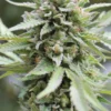 Lemongrass Auto Feminized Seeds