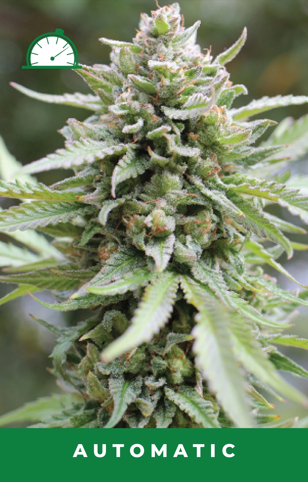 Lemongrass Auto Feminized Seeds
