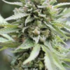 Lemongrass Feminized Seeds