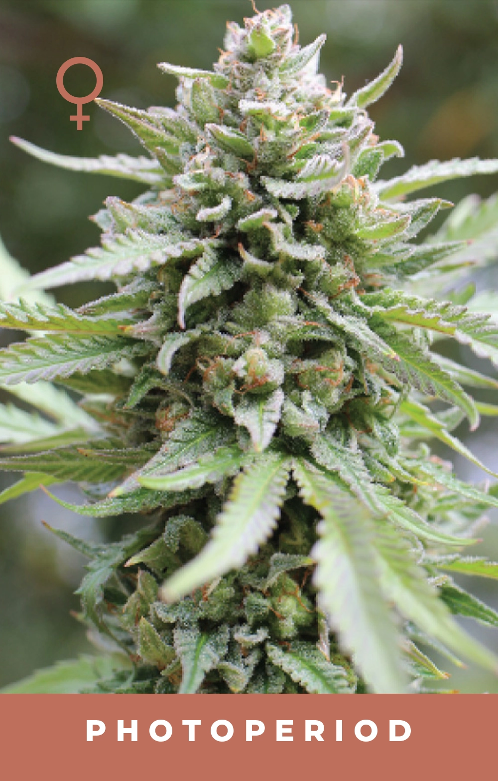 Lemongrass Feminized Seeds