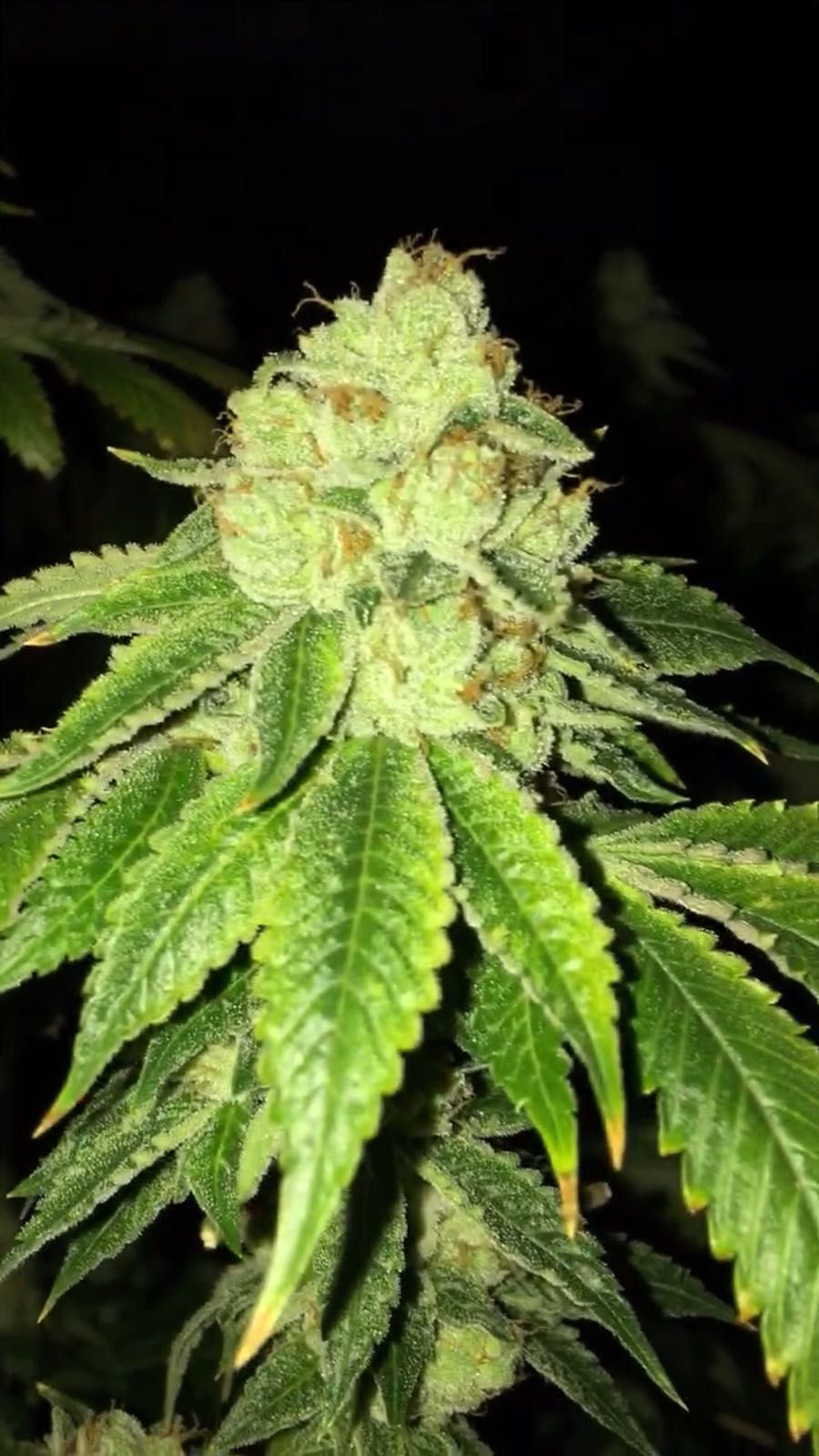 Lemon Tart Feminized Seeds