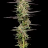 Mint Jelly Auto Feminized Seeds