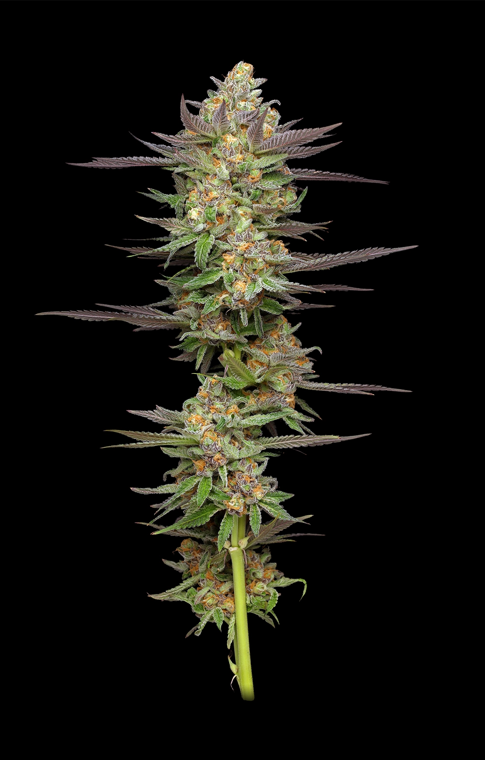 Mint Jelly Auto Feminized Seeds