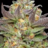Mint Jelly Auto Feminized Seeds