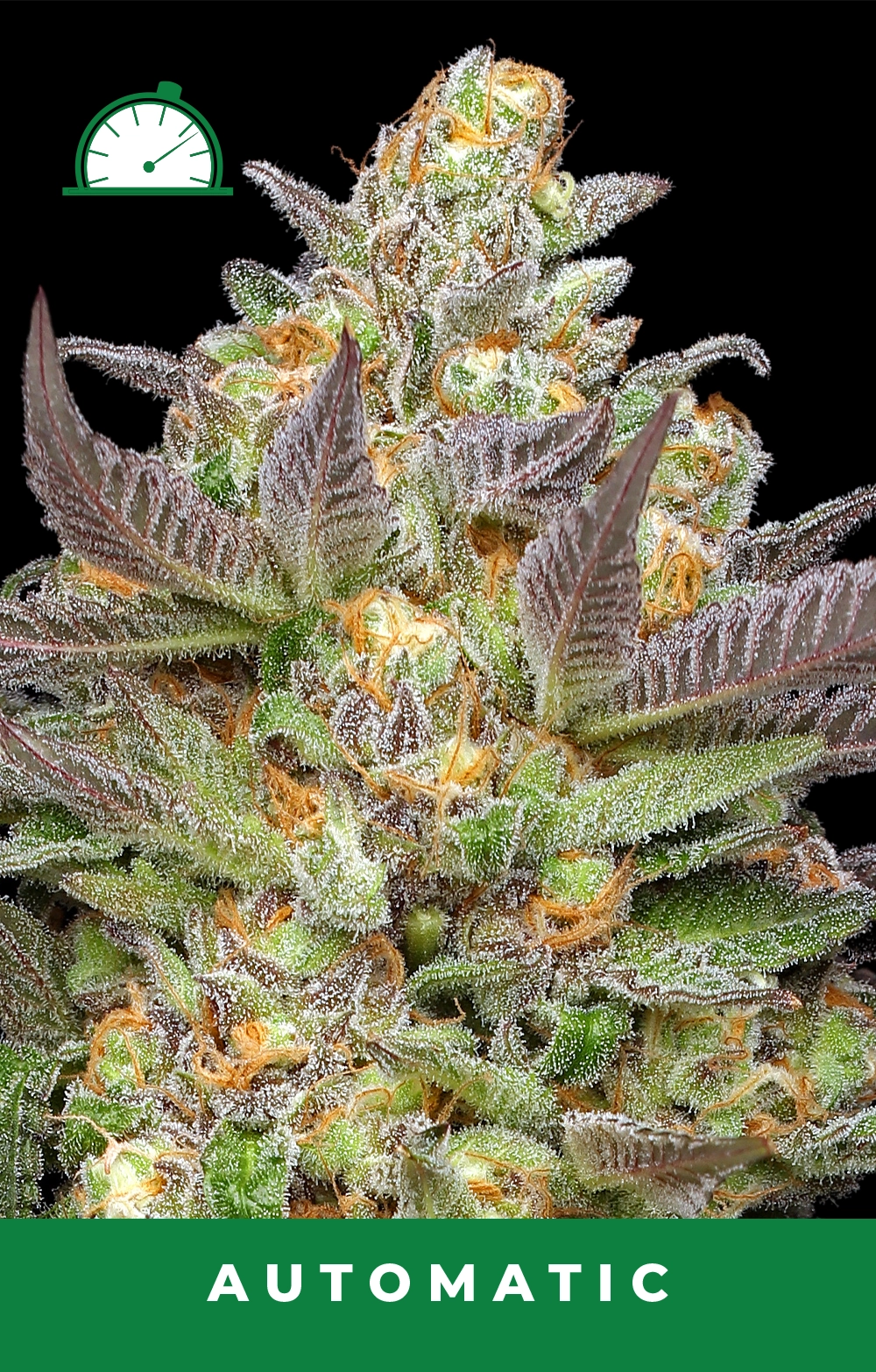 Mint Jelly Auto Feminized Seeds