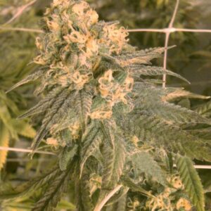 Mint Milano Feminized Seeds (Gold Collection)