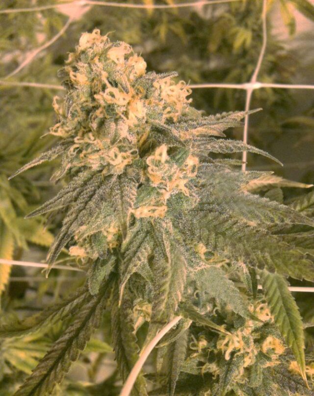 Mint Milano Feminized Seeds (Gold Collection)