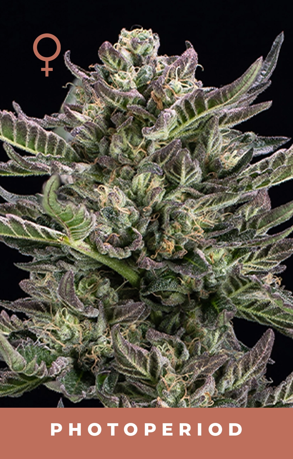 Notorious THC Feminized Seeds