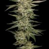 OG Triploid Feminized Seeds