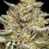 OG Triploid Feminized Seeds