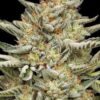 OG Triploid Feminized Seeds