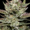 Old Growth OG Feminized Seeds