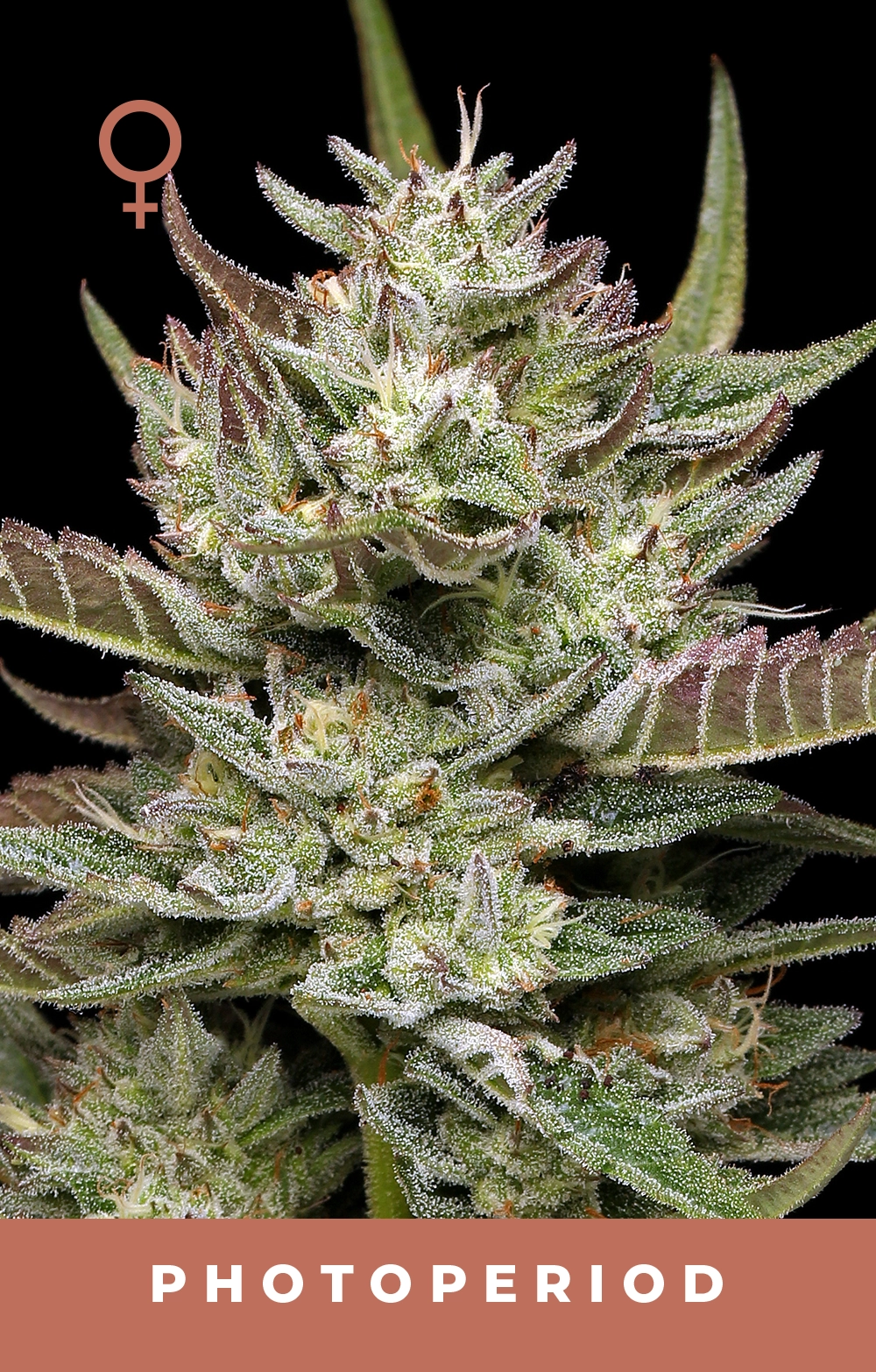 Old Growth OG Feminized Seeds