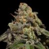 OMG Feminized Seeds