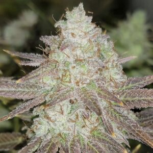 Passion Berry Feminized Seeds (Gold Collection)
