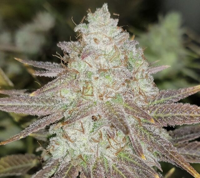 Passion Berry Feminized Seeds (Gold Collection)