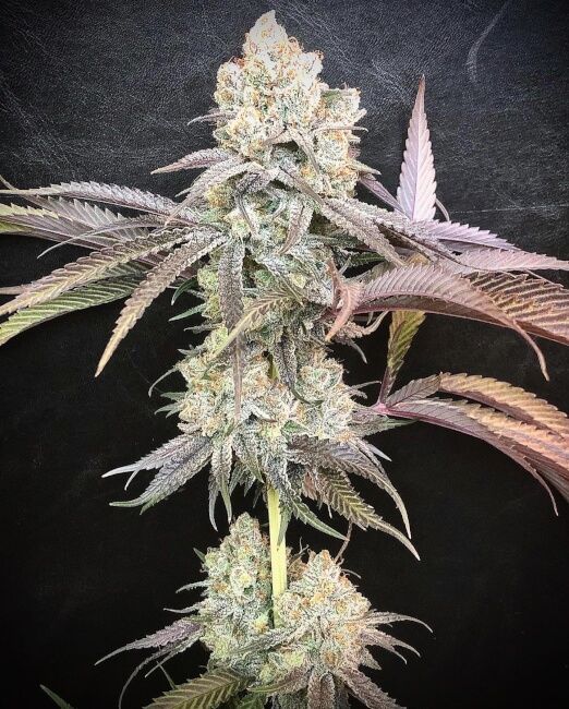 Pillow Talk Feminized Seeds